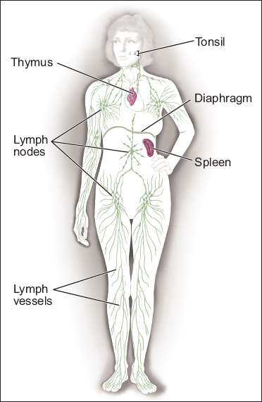 Picture of the lymphatic system